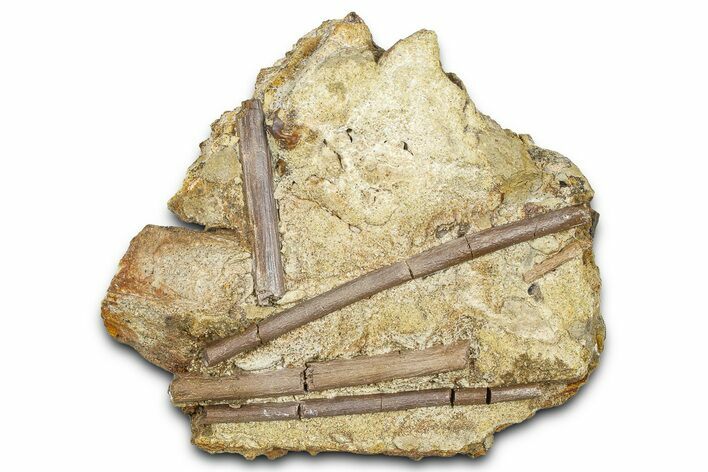 Fossil Hadrosaur Ossified Tendons in Sandstone - Wyoming #370599